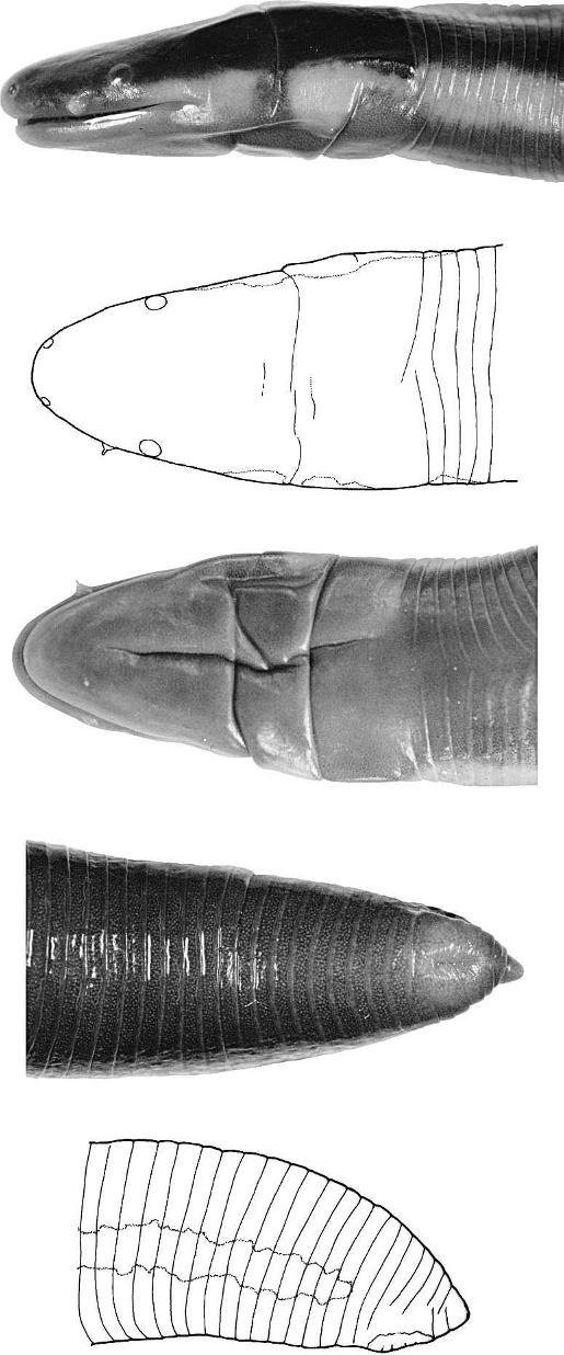 December 2007] HERPETOLOGICA 513 FIG. 2. Holotype of Ichthyophis kodaguensis sp. nov. (BNHS 4179).