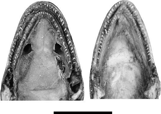 516 HERPETOLOGICA [Vol. 63, No. 4 FIG. 3. Ichthyophis kodaguensis sp. nov., inside of mouth of paratype BNHS 4184. Scale bar 5 5 mm.