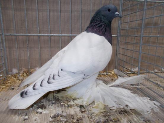 When breeding Oriental Frills in a spread factor Laced bird or the Pattern wing Blue series, some breeders have told me that they have their best results in maintaining the standard