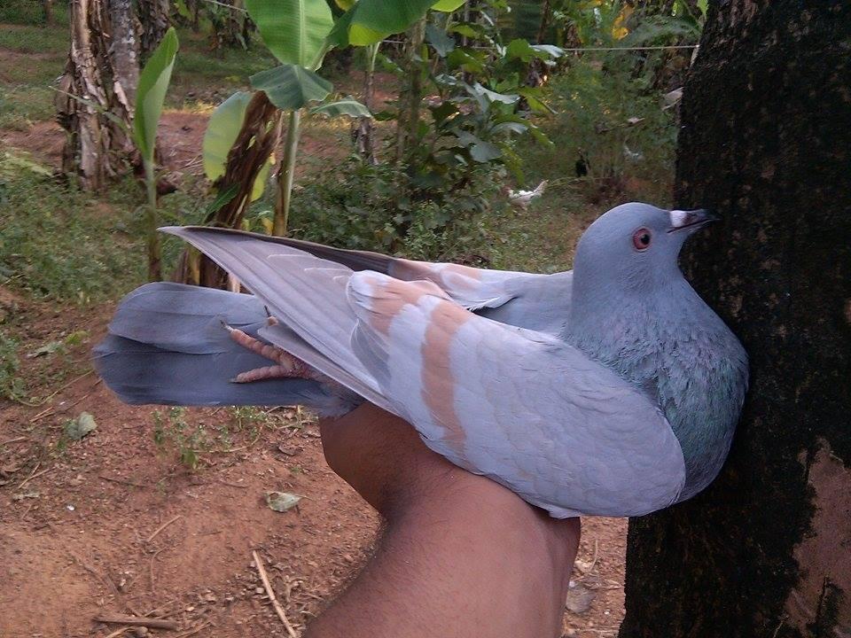 The Gorgeous Soft tones of "Saffron" on a True female Lal-Band Pigeon! Photo by Jith Peter. The Lal-Band Ghagra!