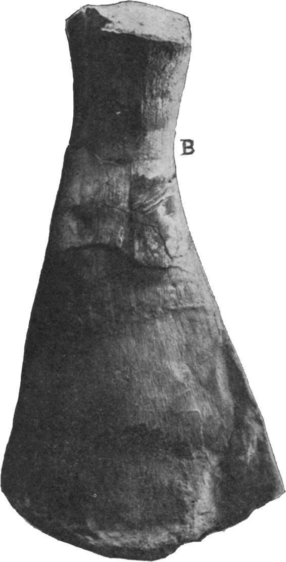 As this is the first absolutely positive FIG. 12.- T. anonymum. A, left humerus; B, left femur, No. 1129 Yale Museum.