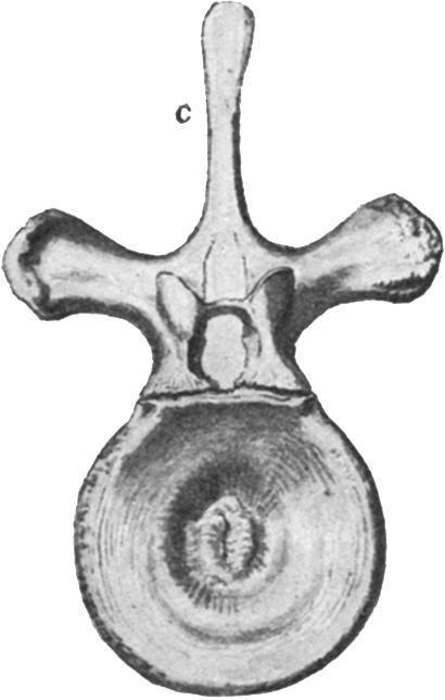 ---olycotylus latipinnis. a, twenty-sixth (last) cervical vertebra from the side; b, the same vertebra, from in front; c, dorsal vertebra (forty-fourth of series) from in front.