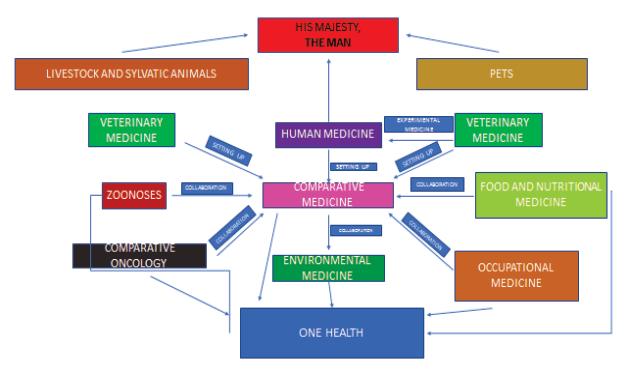 Main Components (Basic) Comparative Medicine Within the basic component of one health concept, comparative medicine includes, in practice, 4 components, human medicine and veterinary medicine, which