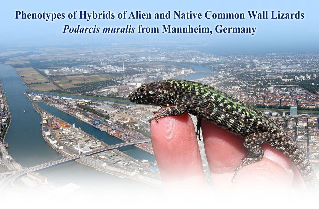 Phenotypes of Hybrids of Alien and Native Common Wall Lizards Podarcis muralis from Mannheim, Germany Aerial image Stadt