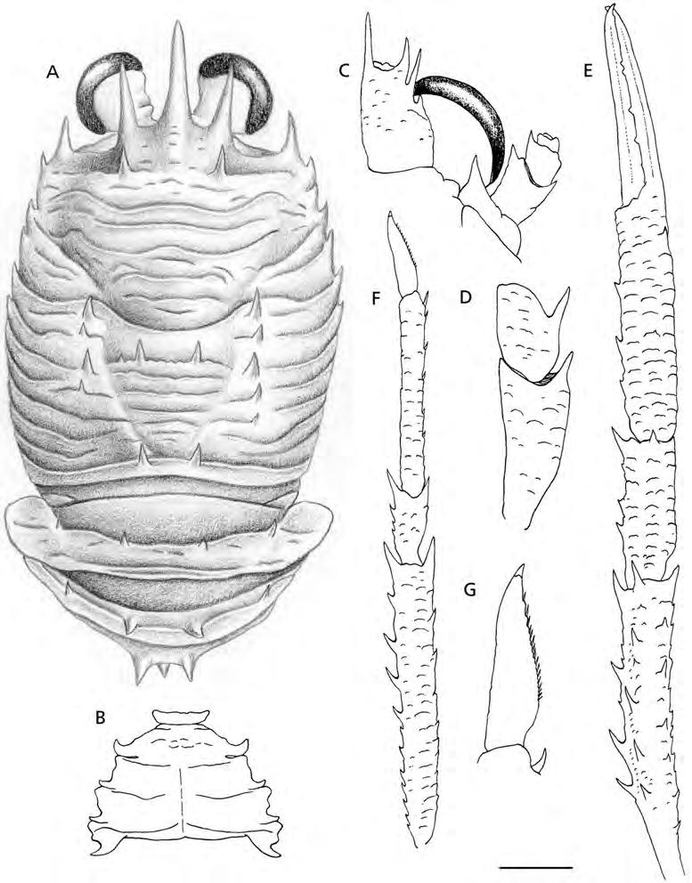 294 ENRIQUE MACPHERSON FIG. 3. Agononida normani (Henderson 1885), 14.