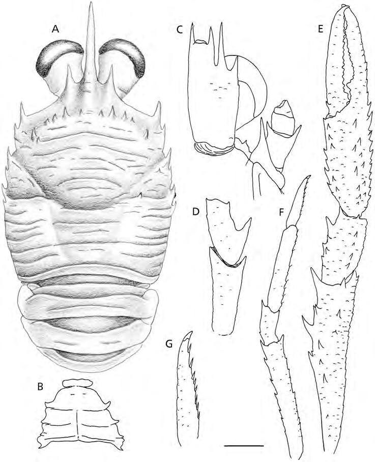 GALATHEIDS FROM THE AUSTRAL ISLANDS 307 FIG. 9. Munida descensa n. sp., 3.