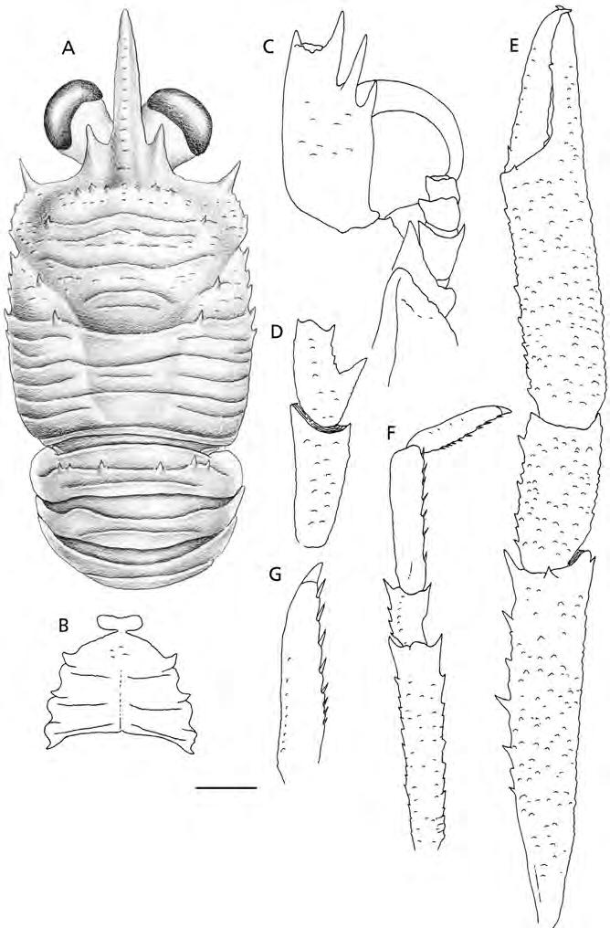 312 ENRIQUE MACPHERSON FIG. 11. Munida fasciata n. sp., 4.