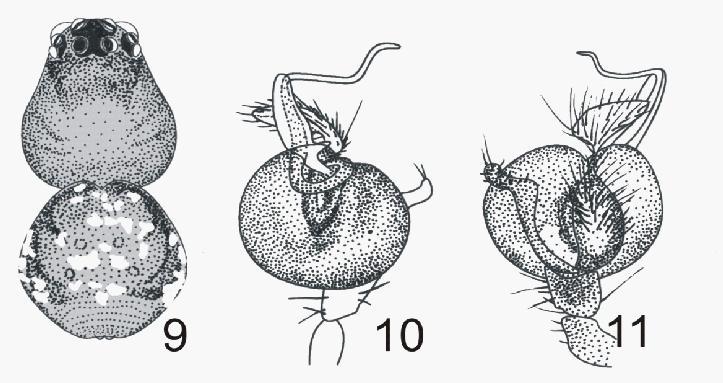 Figs 9-17 Dyschiriognatha ganeshi sp.