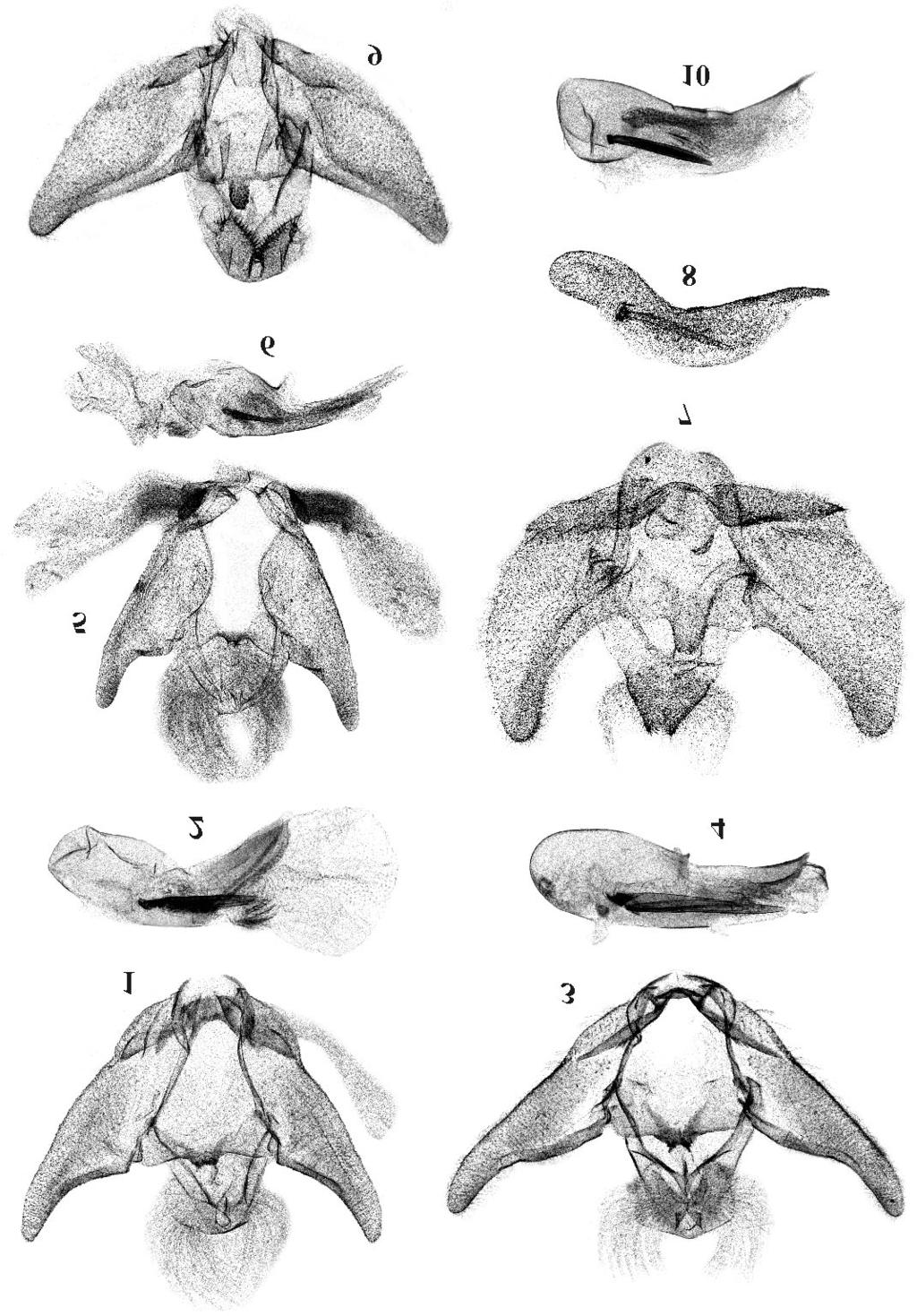 Neotropical Tortricidae 115 Figs 1-10. Male genitalia: 1, 2 Henricus bibelonus sp.n., holotype, 3, 4 Henricus platanillanus sp.n., holotype, 5, 6 Henricus cuspis sp.
