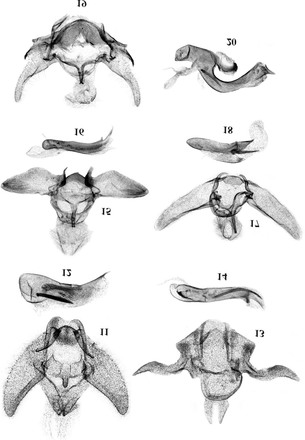 116 J. RAZOWSKI, V.O.BECKER Figs 11-20. Male genitalia: 11, 12 Parirazona caracae sp.n., holotype, 13, 14 Marylinka secunda sp.n., holotype, 15, 16 Phalonidia linharesa sp.