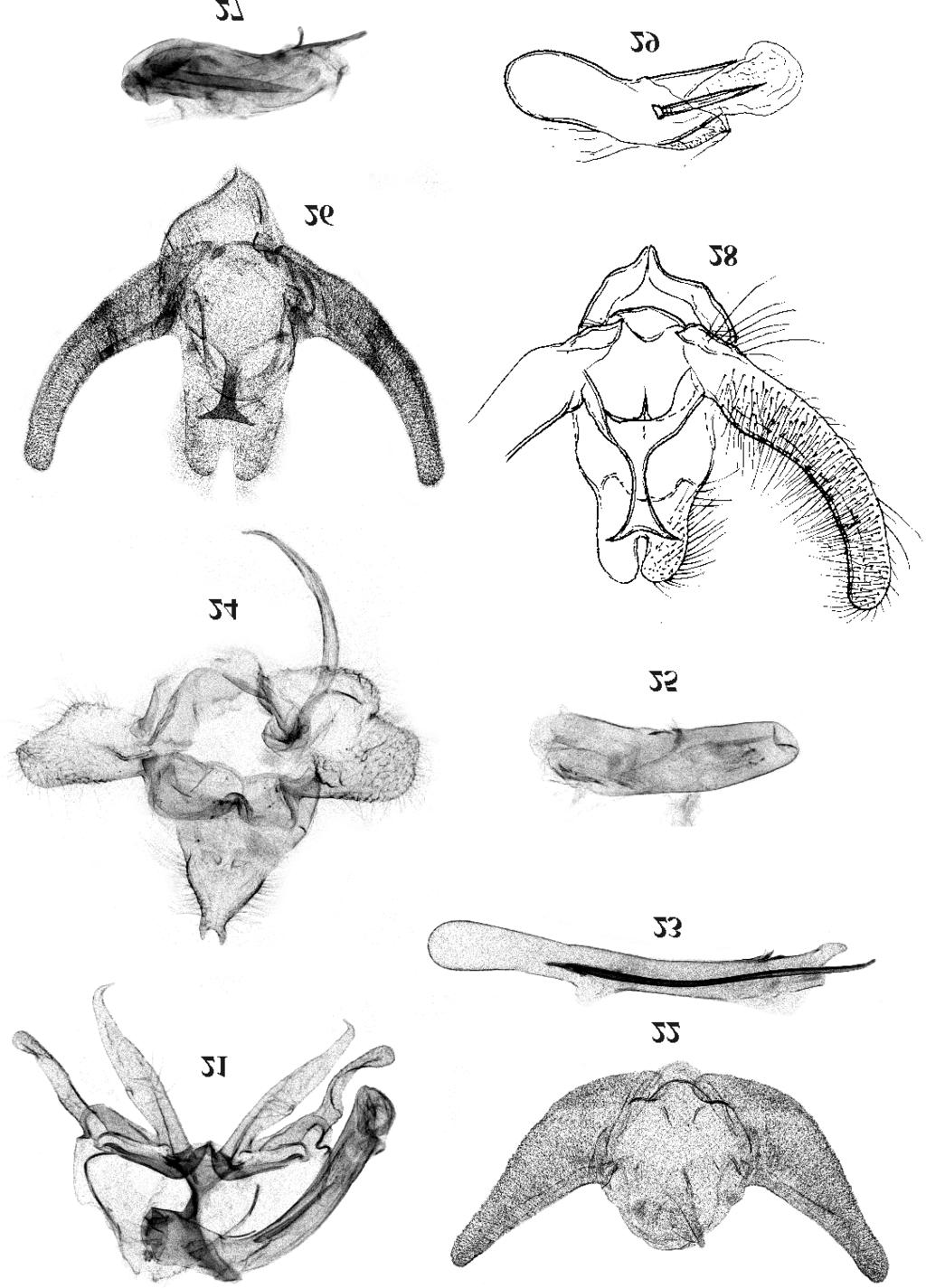 Neotropical Tortricidae 117 Figs 21-29. Male genitalia: 21 Velhoania paradoxa sp.n., holotype, 22, 23 Lasiothyris exocha sp.n., holotype, 24, 25 Macasinia vilhena sp.