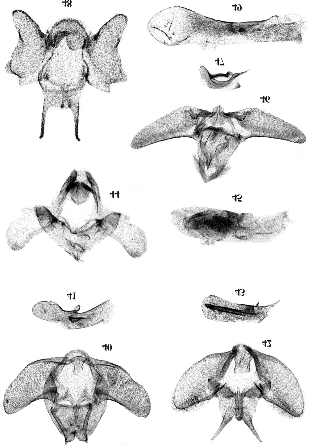 Neotropical Tortricidae 119 Figs 40-49. Male genitalia: 40, 41 Eugnosta cipoana sp.n., holotype, 42, 43 Eugnosta fernandoana sp.n., holotype, 44, 45 Rudenia sepulturae sp.