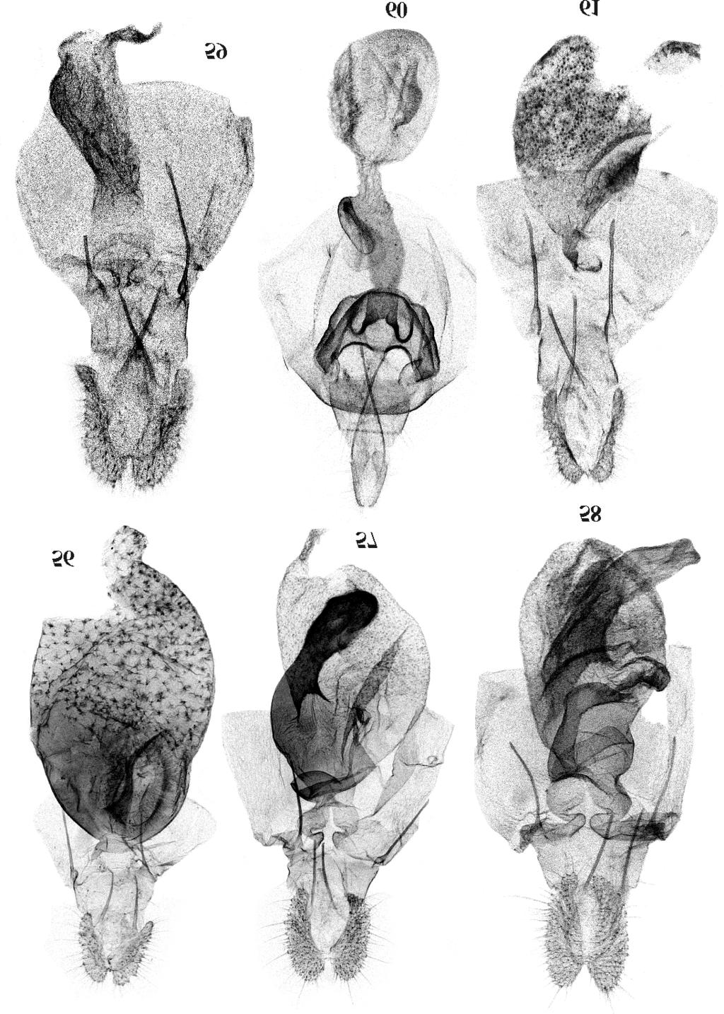 Neotropical Tortricidae 121 Figs 56-61. Female genitalia: 56 Phalonidia cerina sp.n., holotype, 57 Saphenista alpha sp.n., holotype, 58 Saphenista beta sp.