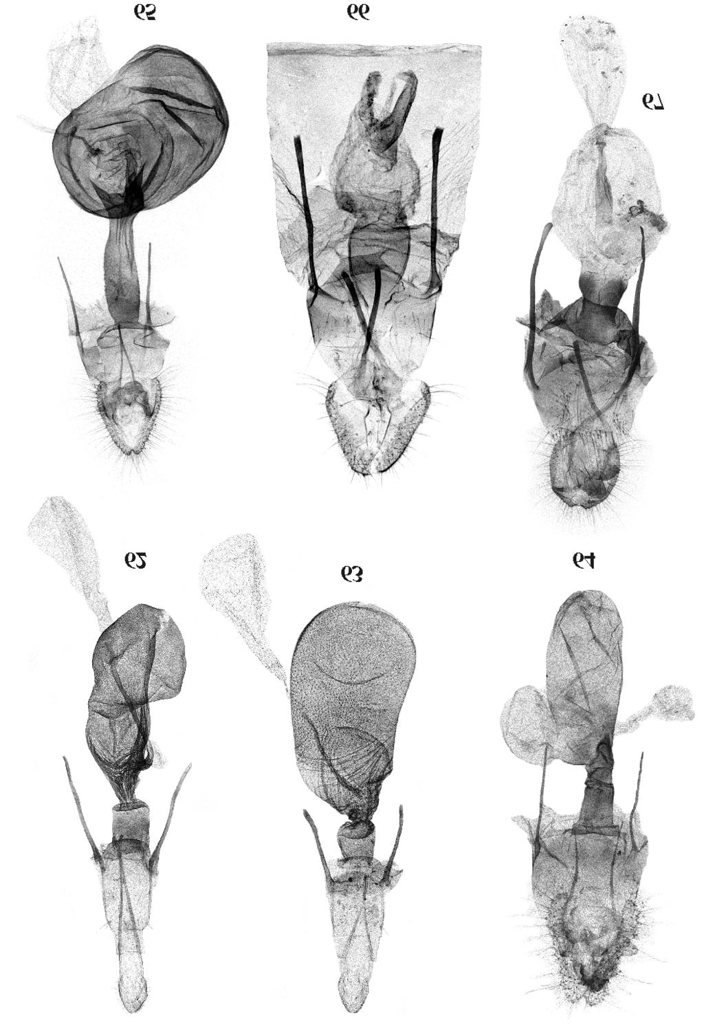 122 J. RAZOWSKI, V.O.BECKER Figs 62-67. Female geni