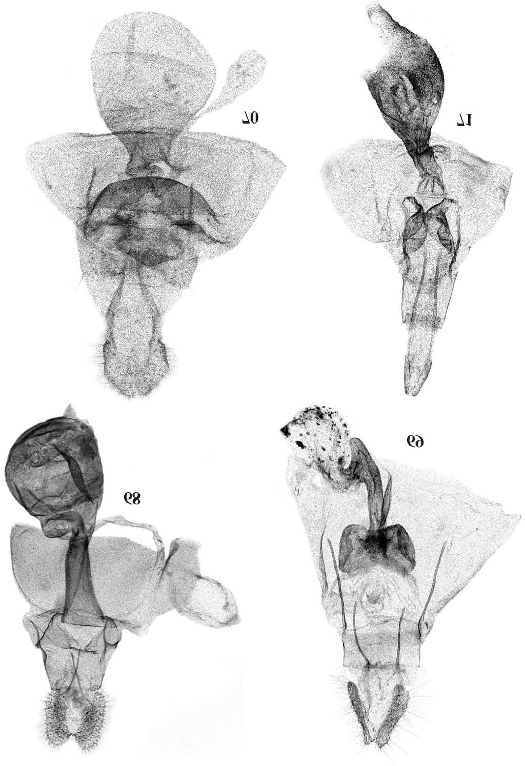 Neotropical Tortricidae 123 Figs 68-71. Female genitalia: 68 Velhoania paradoxa sp.n., paratype, 69 Caraccochylis framea sp.