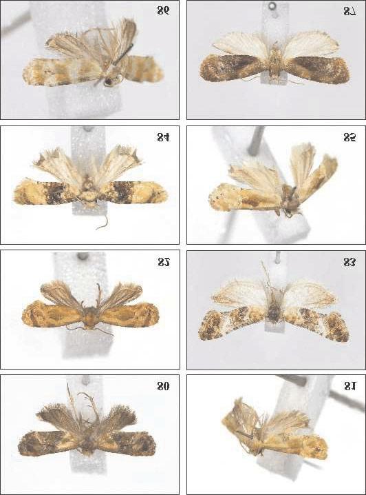 Neotropical Tortricidae 125 Figs 80-87. Adults: 80 Marylinka secunda sp. n., holotype, 81 Phalonidia linharesa sp.n., holotype, 82 Phalonidia phlebotoma RAZOWSKI &BECKER, 1994, Belém, Par, Brazil, 83 Phalonidia fariasana sp.