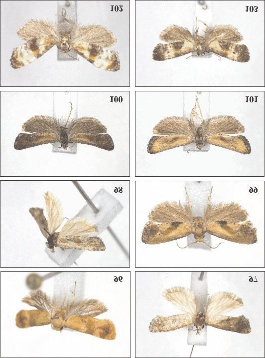 Neotropical Tortricidae 127 Figs 96-103. Adults: 96 Mimeugnosta cf. chascax RAZOWSKI, 1994, 97 Planaltinella chapadana sp.n., holotype, 98 Planaltinella psephena sp.n., holotype, 99 Eugnosta ensinoana sp.