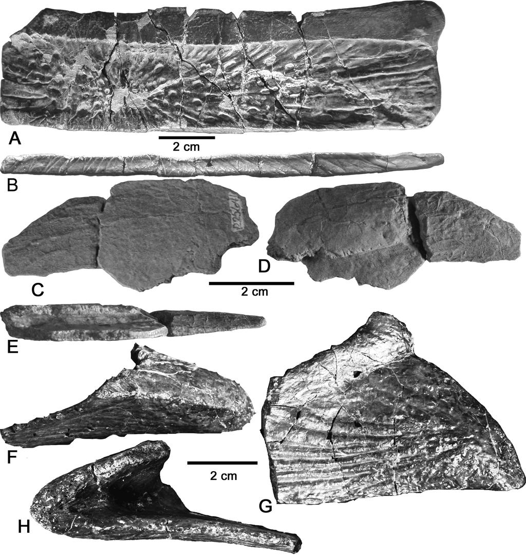 53 FIGURE 2. Tecovasuchus chatterjeei. A-B, UMMP 9600, right dorsal paramedian osteoderm in A, dorsal and B, posterior views. C-E, NMMNH P-25641, right?