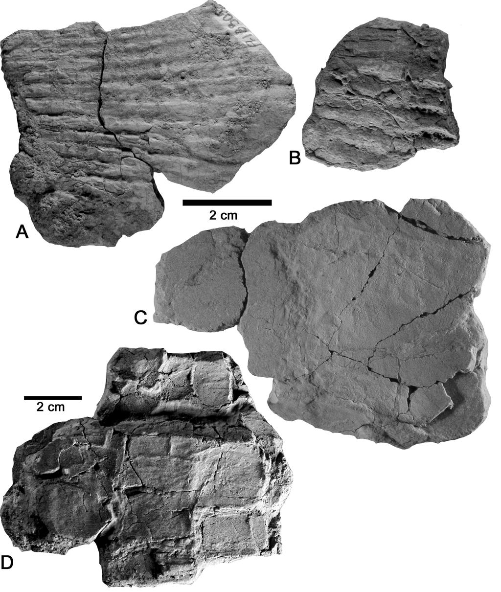 54 FIGURE 3. A, C-D, Tecovasuchus chatterjeei and B, Tecovasuchus sp.