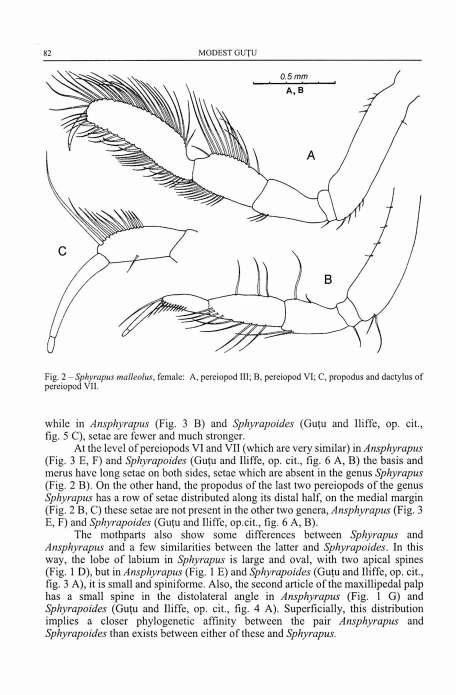 82 MODEST GUTU Fig. 2 - Sphyrapus malleolus, female: A, pereiopod 111; B, pereiopod VI; C, propodus and dactylus of pereiopod VII. while in Ansphyrapus (Fig.