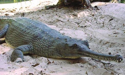 Crocodylians (Crocodylia) Christopher A. Brochu Department of Geoscience, University of Iowa, Iowa City, IA 52242, USA (chris-brochu@uiowa.edu). Abstract Crocodylia (23 sp.