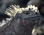SHOW VIDEO! Primary Succession. Similarities to Hawaii? total # species, # endemics? Amblyrhynchus cristatus Galapagos Marine Iguana Charles Darwin visited 1830s.