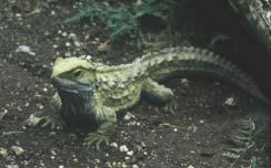 Reptilia (= 4 orders, without birds) 7 3. Crocodylia (Crocodiles, Alligators, Caiman) -threatened (21 spp.