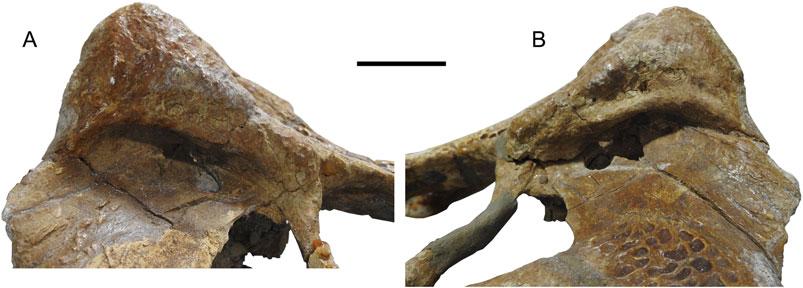 Souza-Filho et al. New Caimaninae from Brazil (e1528450-12) FIGURE 10. Acresuchus pachytemporalis, UFAC-2507, skull table of the holotype in A, right and B, left lateral views. Scale bar equals 3 cm.
