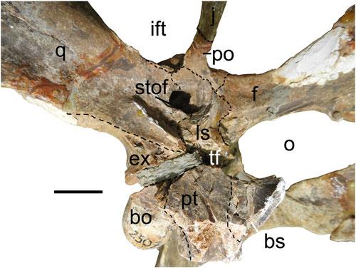 Splenial Both elements are nearly completely preserved (Figs. 7, 9), each forming a considerable part of the medial portion of the mandible.