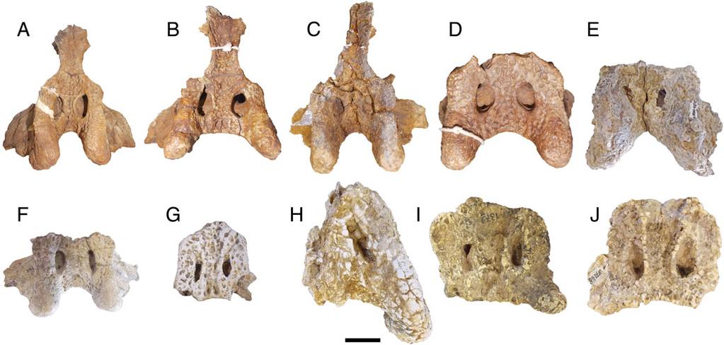 Souza-Filho et al. New Caimaninae from Brazil (e1528450-14) FIGURE 12. Acresuchus pachytemporalis, referred specimens in dorsal view.