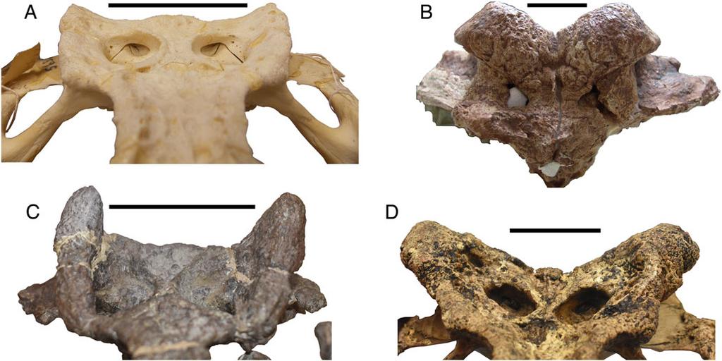 Souza-Filho et al. New Caimaninae from Brazil (e1528450-16) FIGURE 13. Crocodylian skull tables in anterodorsal view exhibiting the diversity in morphology of squamosal eminences.