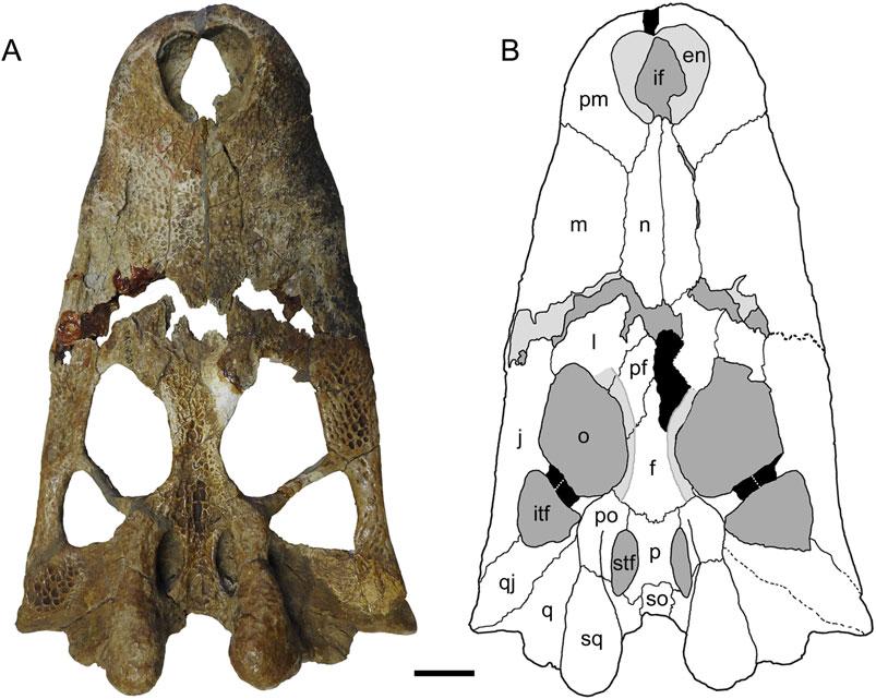 Souza-Filho et al. New Caimaninae from Brazil (e1528450-4) FIGURE 2. Acresuchus pachytemporalis, UFAC-2507, skull of the holotype. A, dorsal view; B, schematic drawing illustrating bones and sutures.