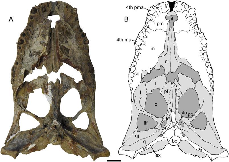 Souza-Filho et al. New Caimaninae from Brazil (e1528450-5) FIGURE 3. Acresuchus pachytemporalis, UFAC-2507, skull of the holotype. A, ventral view; B, schematic drawing illustrating bones and sutures.