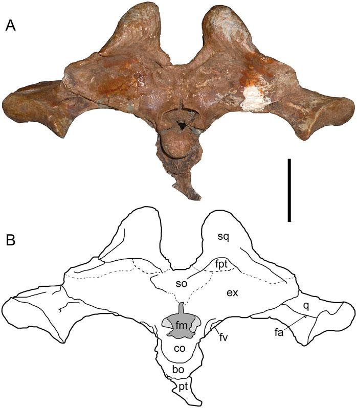 Souza-Filho et al. New Caimaninae from Brazil (e1528450-7) FIGURE 4. Acresuchus pachytemporalis, UFAC-2507, skull of the holotype.