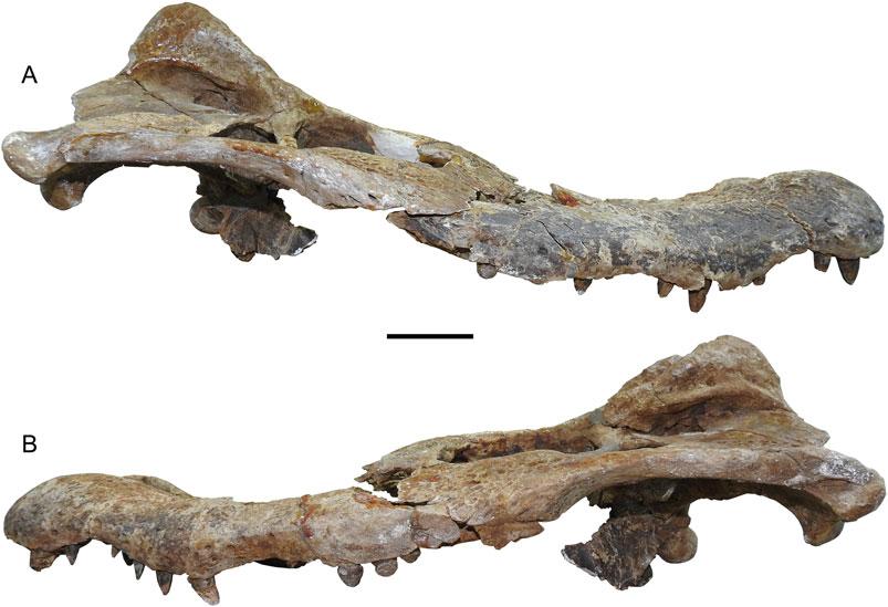 Souza-Filho et al. New Caimaninae from Brazil (e1528450-8) FIGURE 5. Acresuchus pachytemporalis, UFAC-2507, skull of the holotype in A, right and B, left lateral views. Scale bar equals 5 cm.