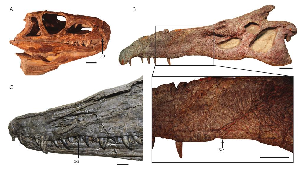 Figure S1. Comparisons of the premaxilla-maxilla suture among Archosauriformes, A.