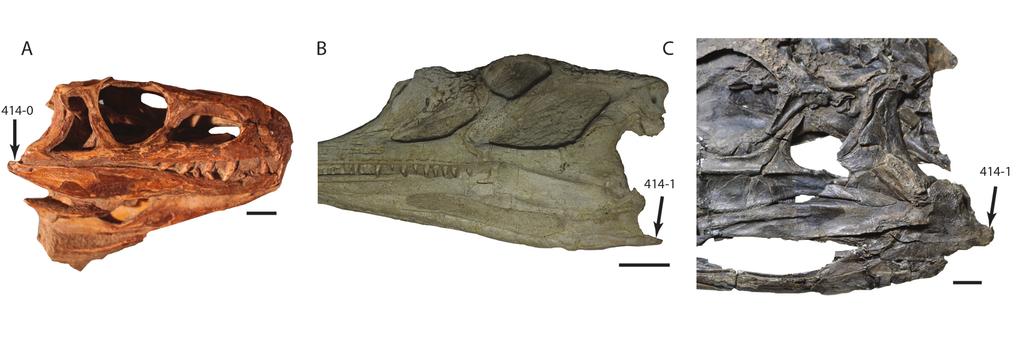 Skull of Nicrosaurus kapffi (SMNS 5726) in left lateral view, with close up of premaxilla-maxilla suture highlighted in red; C.