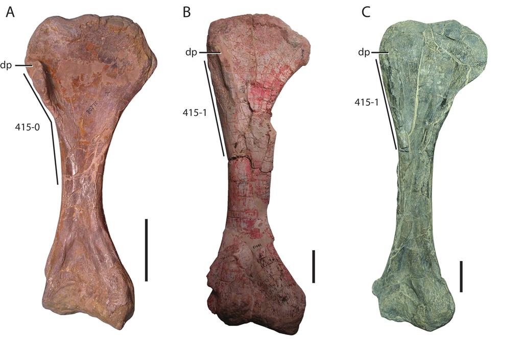 view; B. Skull of Mystriosuchus planirostris (SMNS 13007) in left lateral view; C. Posterior one-third of holotype skull of Diandongosuchus fuyuanensis (ZMNH M8770) in dorsolateral view.
