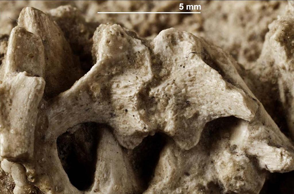 Fig 6. Perinatal specimens of Saurolophus angustirostris (MPC-D100/764). Close-up of a cervical vertebra, showing the suture dividing the neural arch. Note the fibrous and spongy bone texture. doi:10.