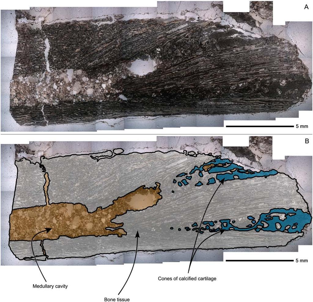 Fig 10. Perinatal specimens of Saurolophus angustirostris (MPC-D100/764). Composite image of the longitudinal thin section of the femur.