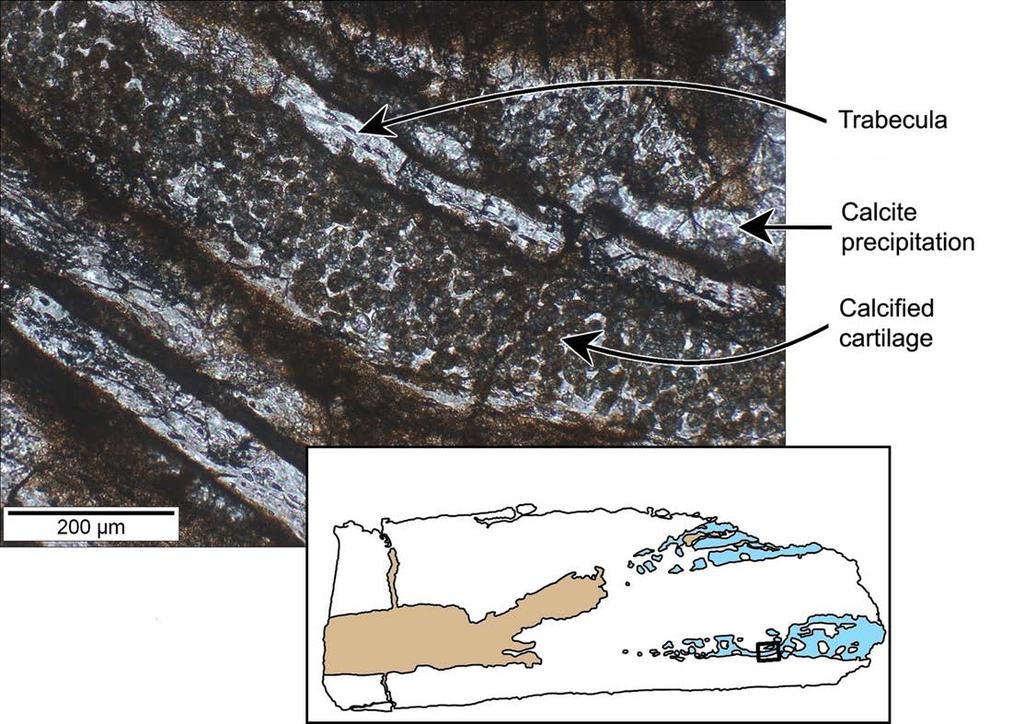 Fig 12. Perinatal specimens of Saurolophus angustirostris (MPC-D100/764). Calcified cartilage (close-up of Fig 10).