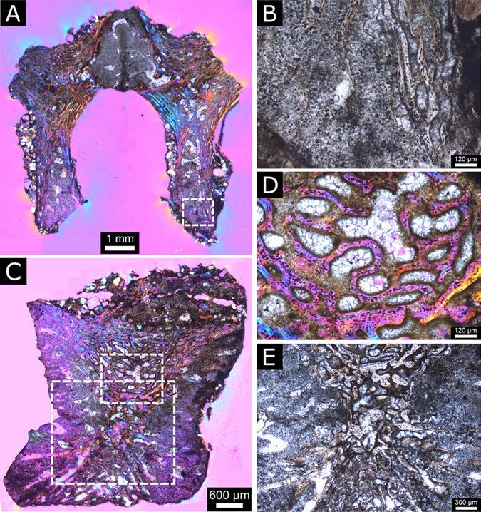 Fig 13. Perinatal specimens of Saurolophus angustirostris, dorsal vertebra histology. (A) Neural arch sectioned in anteroposterior plane.