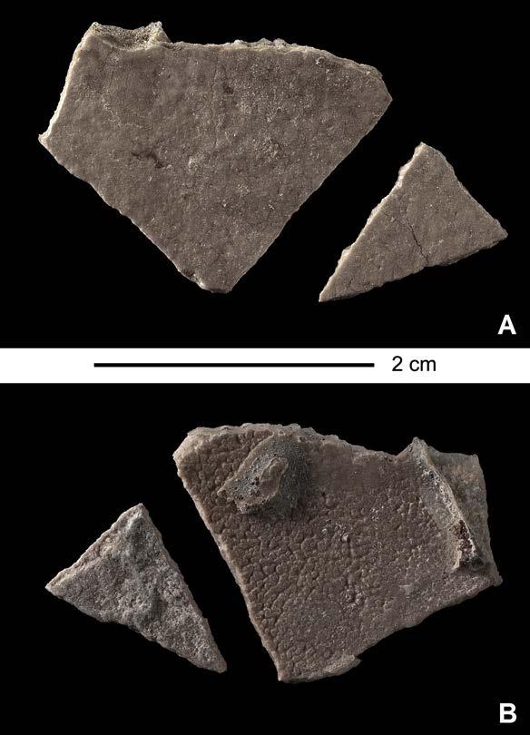 Fig 14. Perinatal specimens of Saurolophus angustirostris (MPC-D100/764). Macroscopic view of both eggshell fragments.