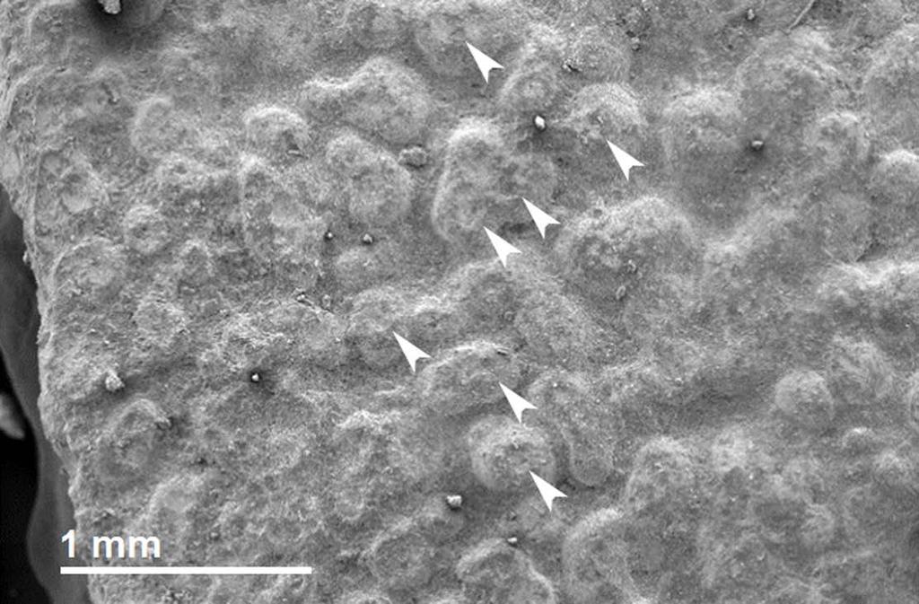 Fig 16. Perinatal specimens of Saurolophus angustirostris (MPC-D100/764). SEM photograph of mammillae. White arrows indicate a selection of the mammillae that are cratered.