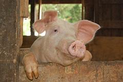 Genetic characterization - pigs mtdna: multiple domestication events Y-chromosome highly variable