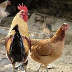 Genetic characterization - chickens MtDNA: multiple domestication events and migrations Polynesian/Pacific migration only to Easter Island Microsatellite data: jungle fowl & traditional unselected