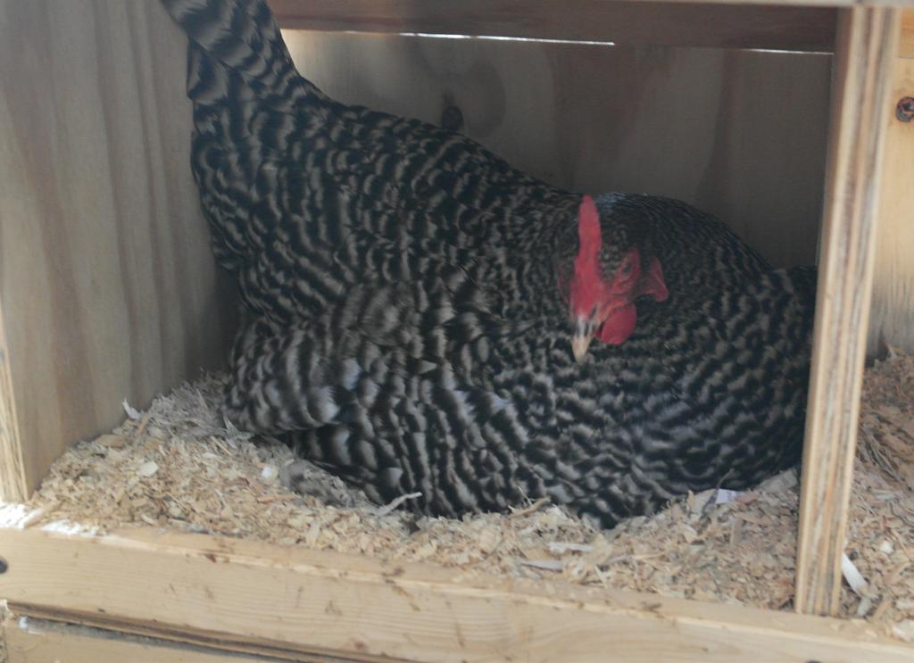 Figure 5. Barred Plymouth Rock hen in a nest box with wood shavings as bedding material. Photo by Jacquie Jacob the composting process.