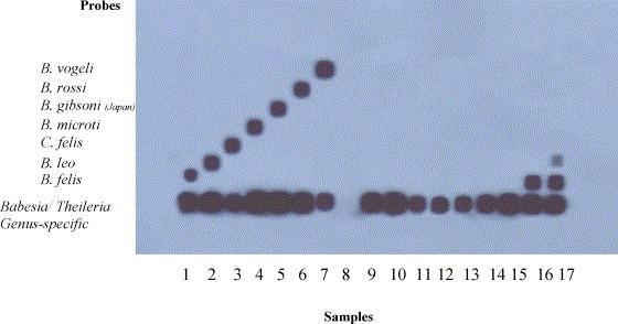 Fig. 1. Illustrated: positive RLB hybridization reaction. Samples 1 2 positive control samples: B. felis and B. leo; samples 3 7 represent positive DNA for the following parasites: C. felis, B.