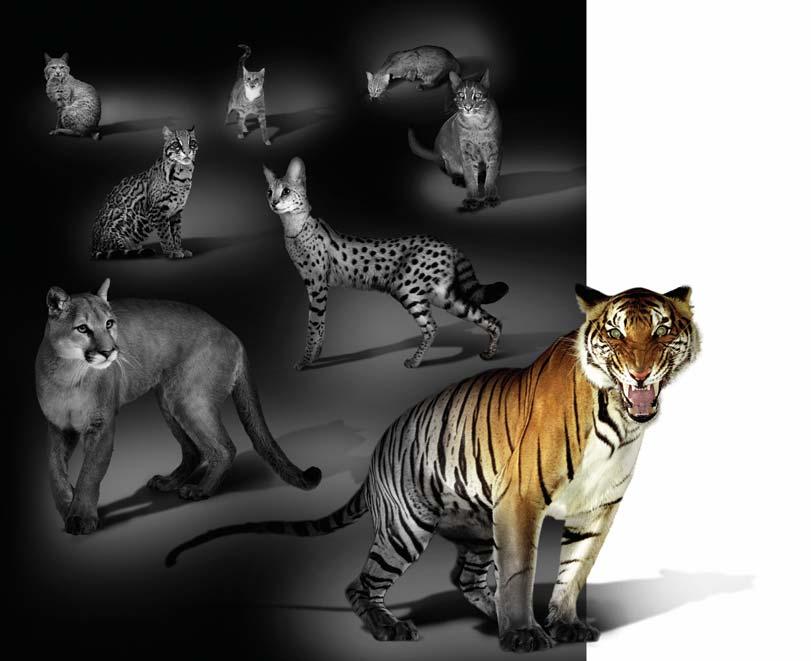 PHOTOILLUSTRATION BY JAMES PORTO; left to right: DLILLC Corbis (bobcat); RUSSELL GLENISTER image100/corbis (domestic cat); TERRY WHITTAKER Frank Lane Picture Agency/Corbis (rusty-spotted cat); ZAINAL