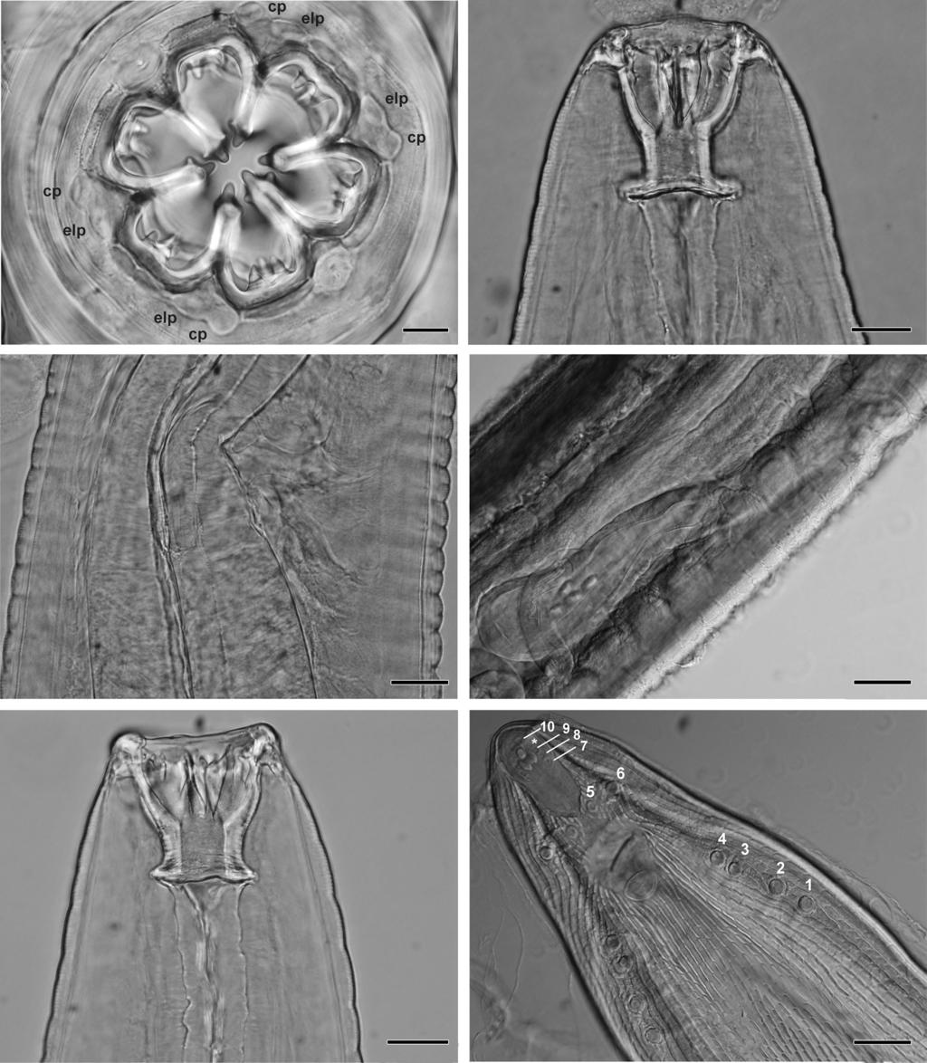 Junker et al.: New species of Cylicospirura from African carnivores A B 20 µm 50 µm C D 50 µm 100 µm E F 1 2 3 4 6 5 50 µm 100 µm 7 8 9 * 10 Fig. 2. Cylicospirura crocutae sp. n. from Crocuta crocuta.